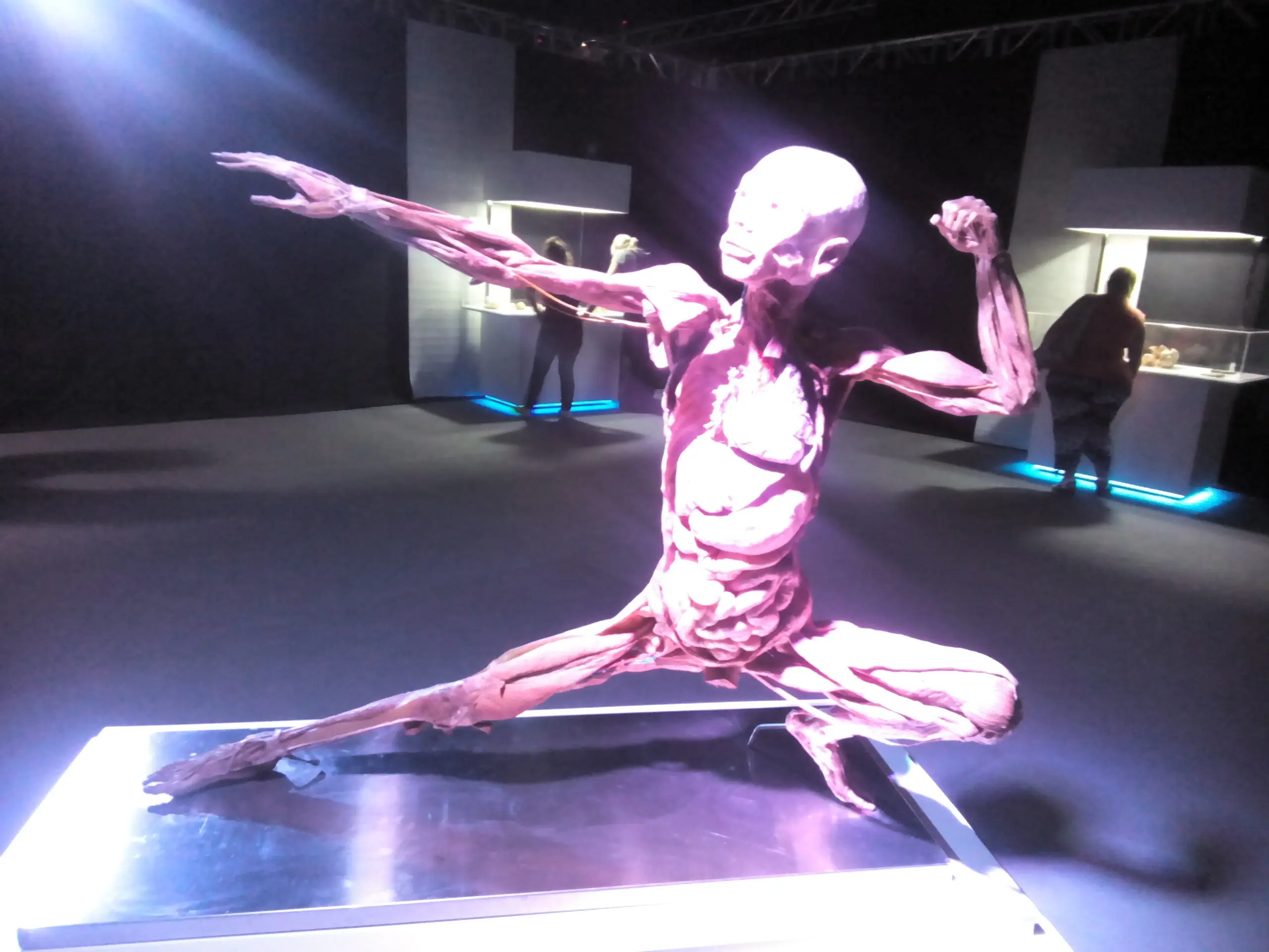 human bodies human bodies