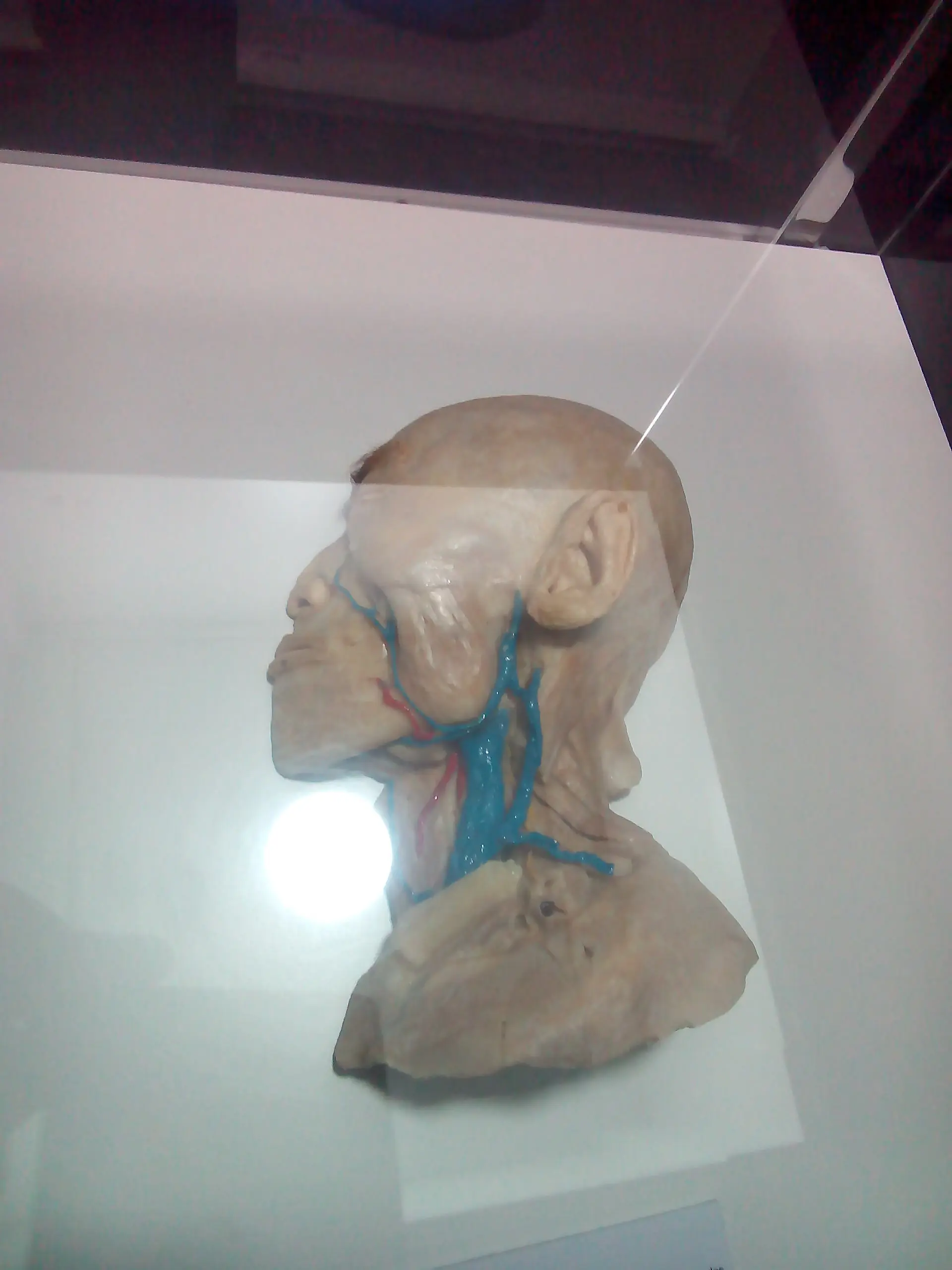 cuerpo humano cuerpo humano