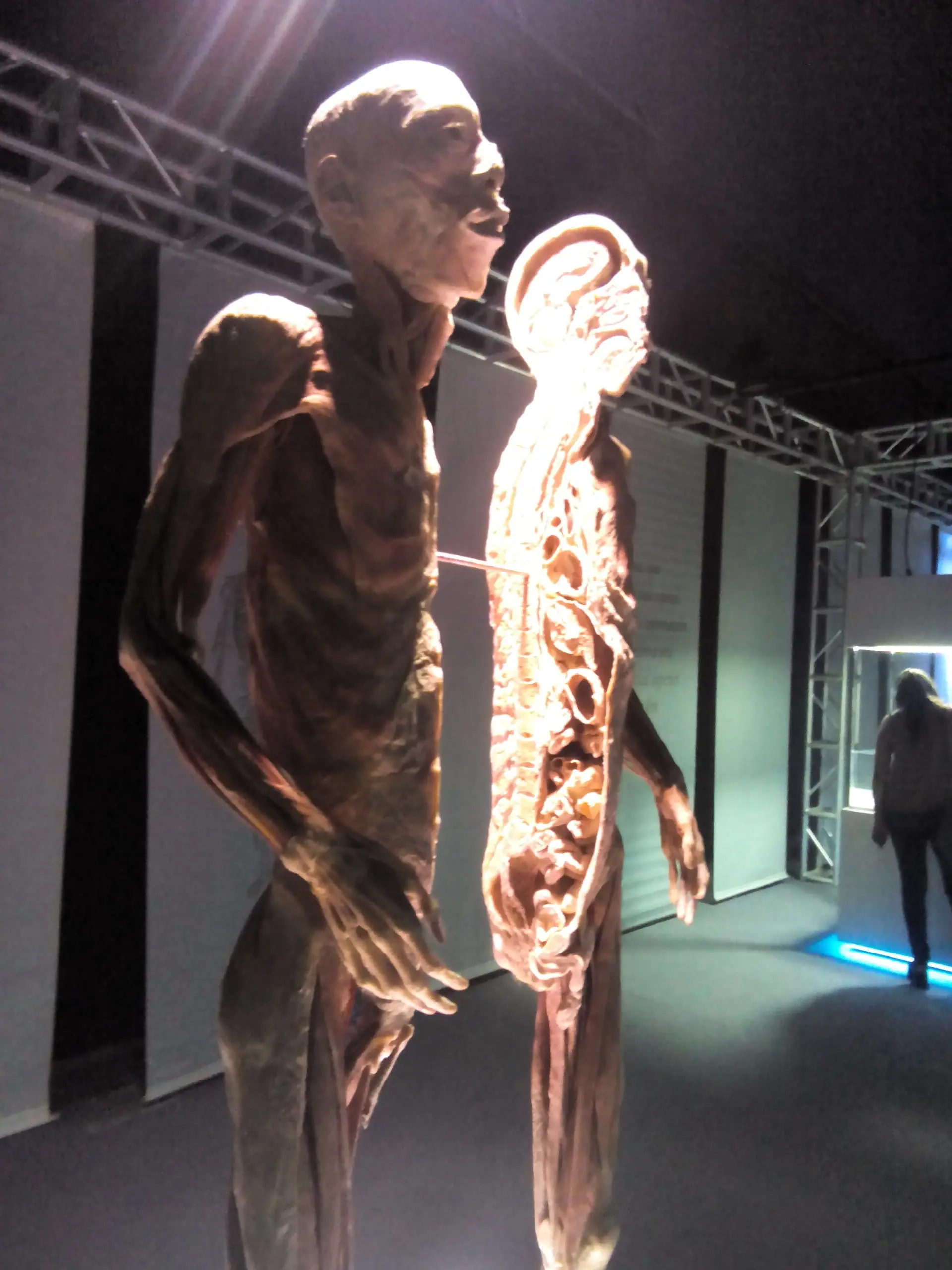 cuerpo humano cuerpo humano