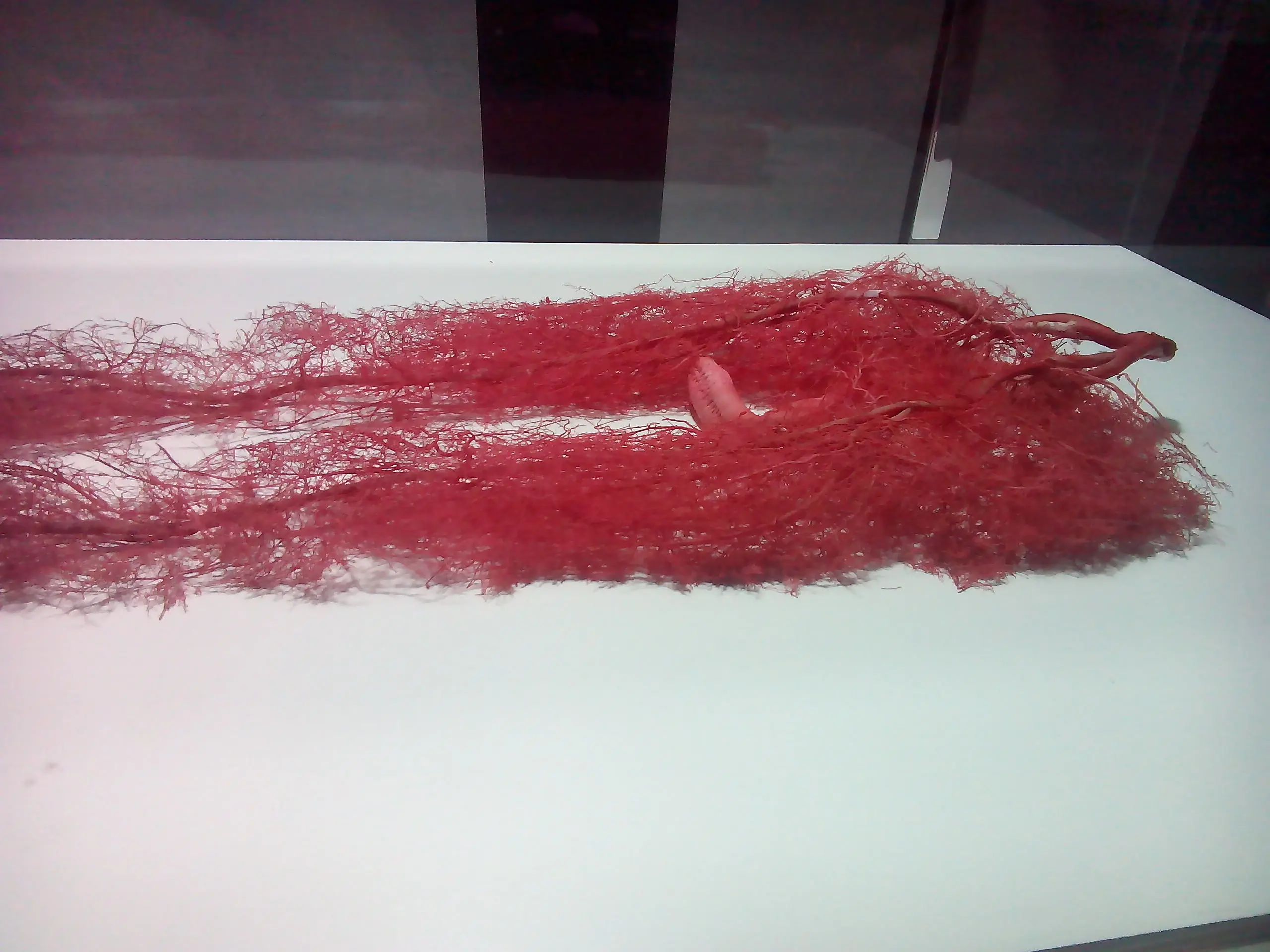 Fui a una fiambreria y te lo muestro (Human Bodies) Fui a una fiambreria y te lo muestro (Human Bodies)