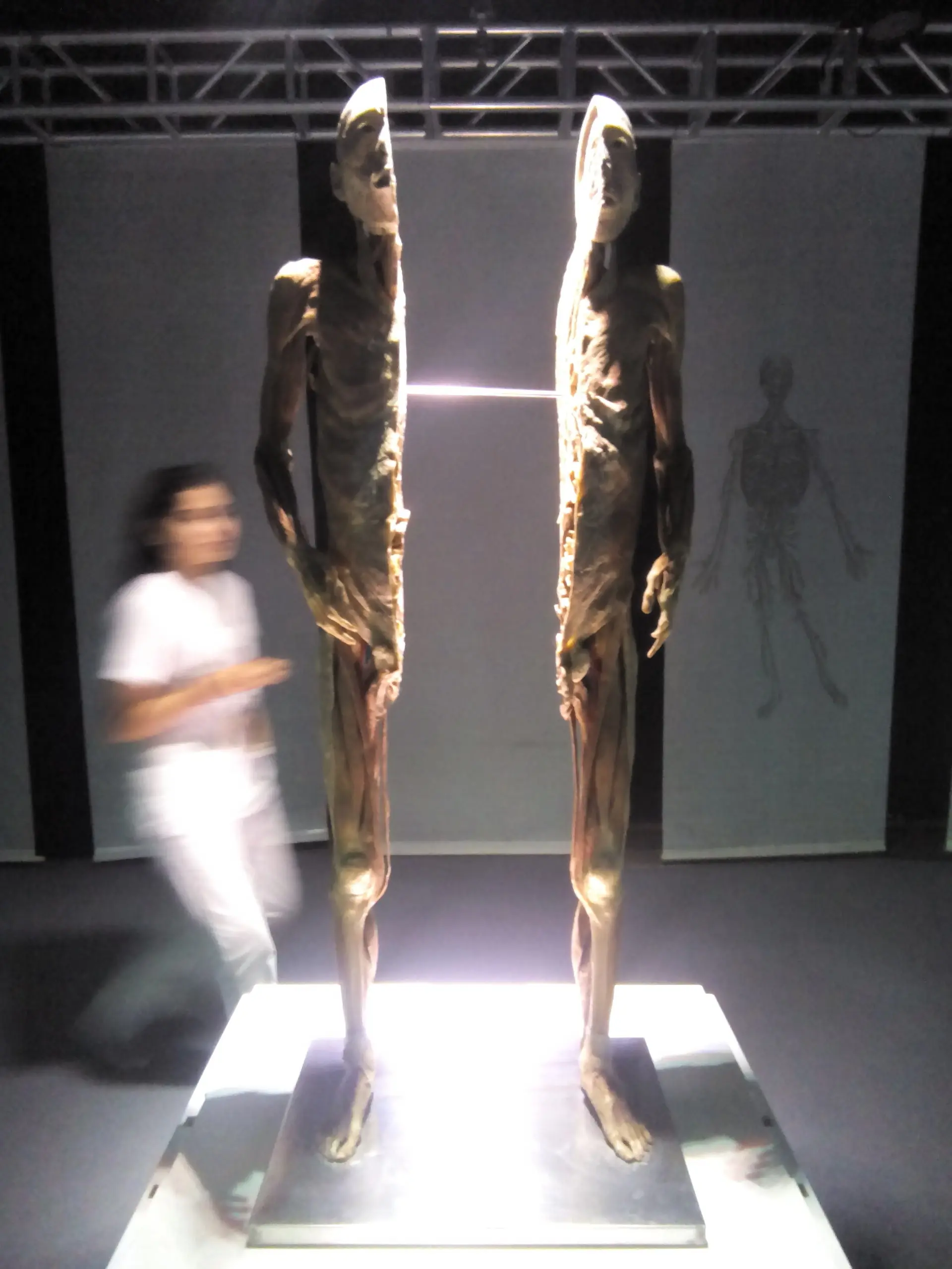 human bodies human bodies