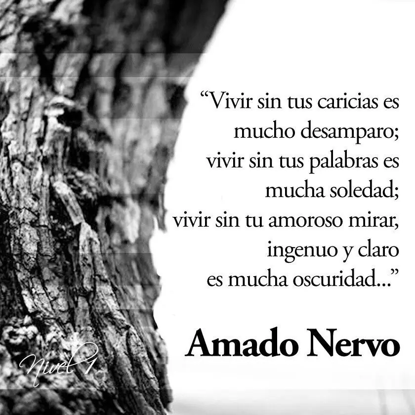 amado amado