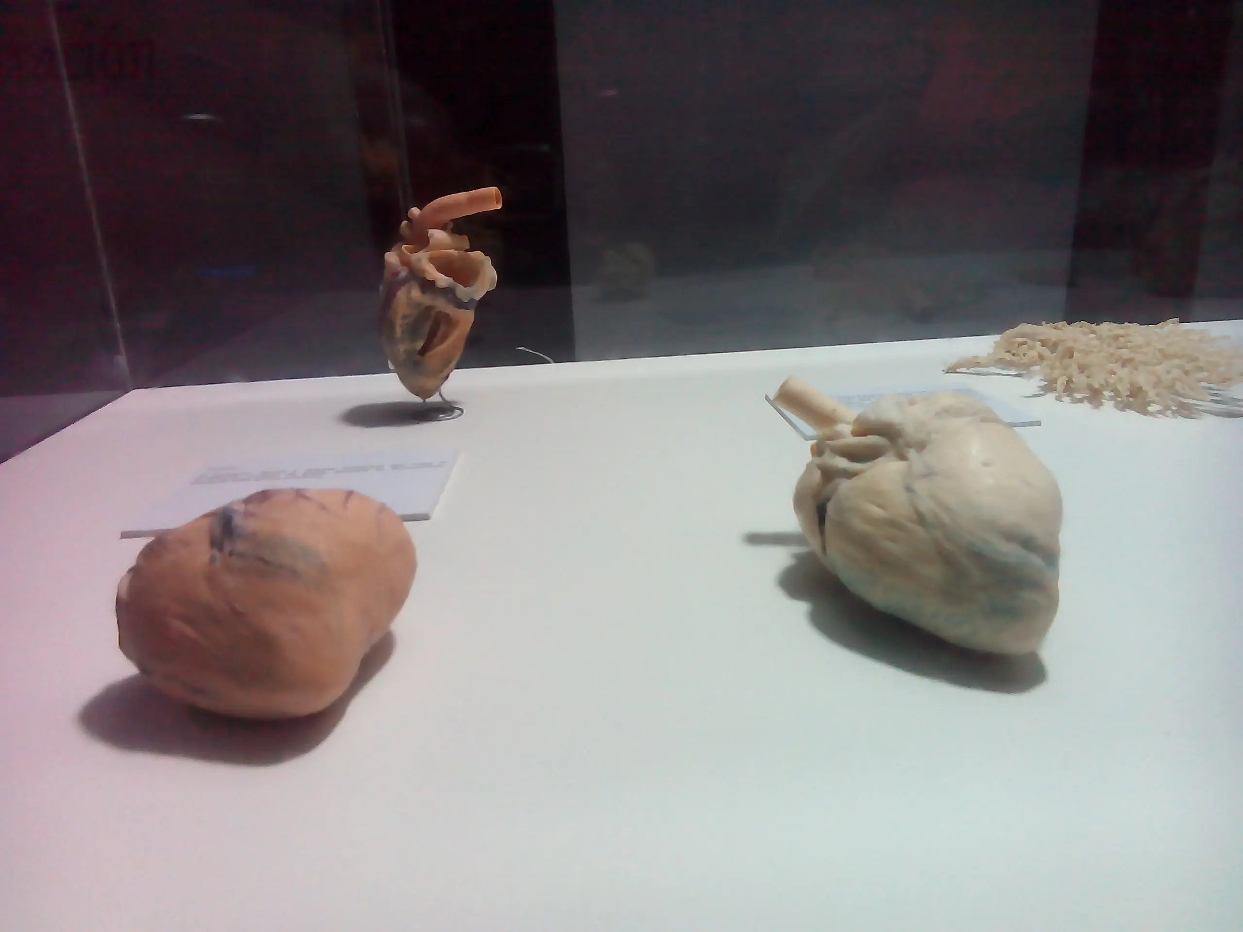 cuerpo humano cuerpo humano