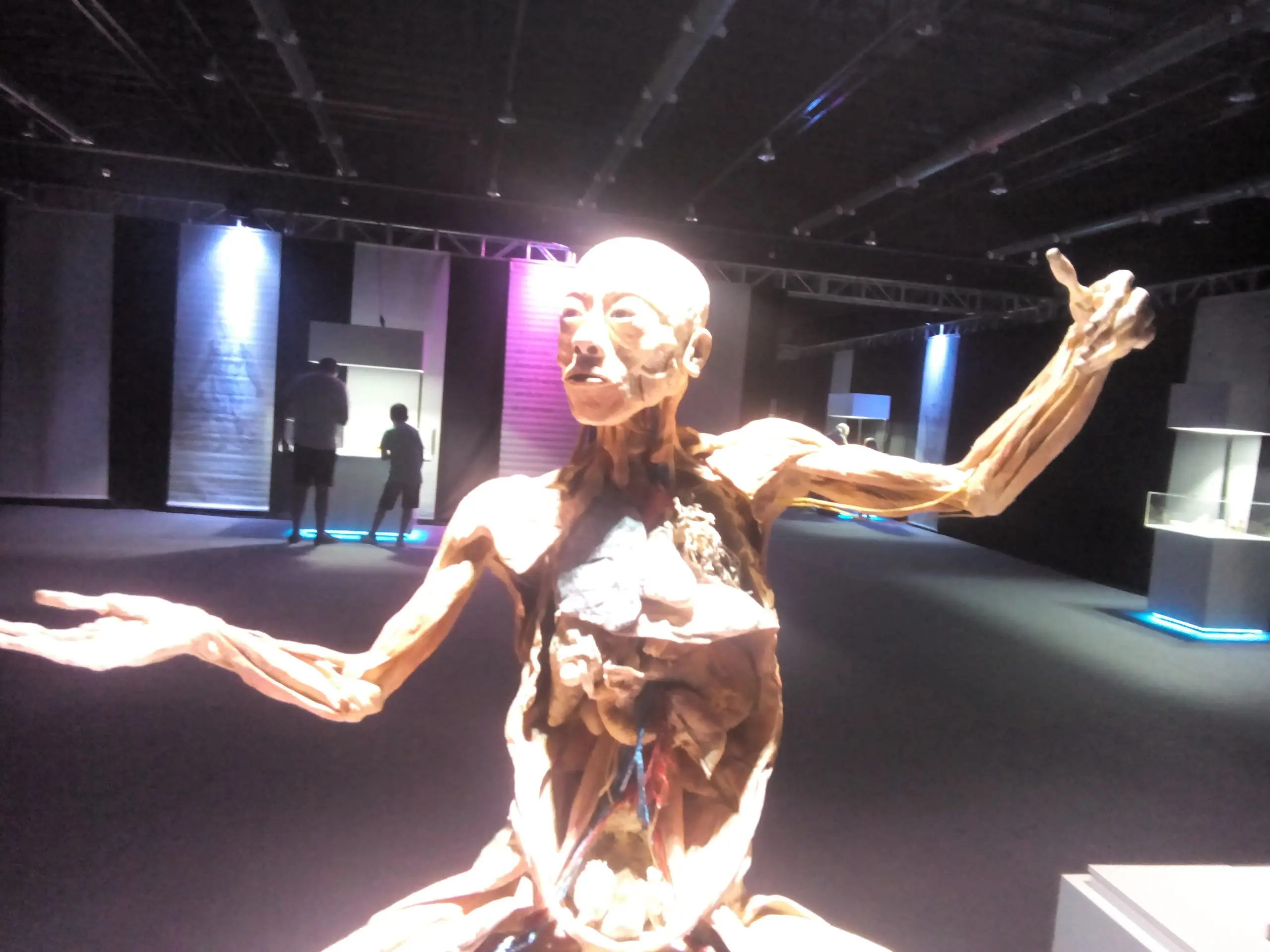 cuerpo humano cuerpo humano