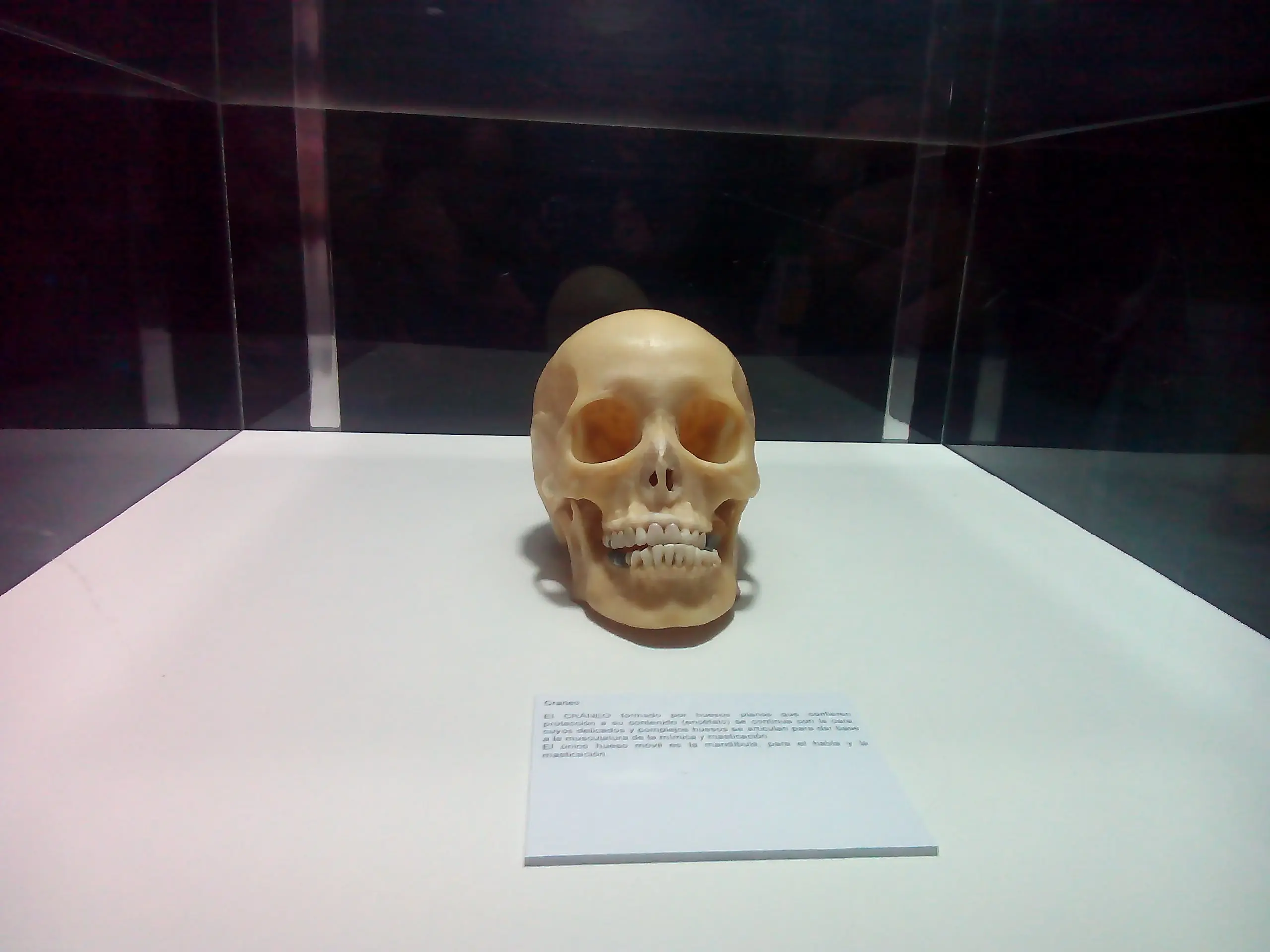 Fui a una fiambreria y te lo muestro (Human Bodies)