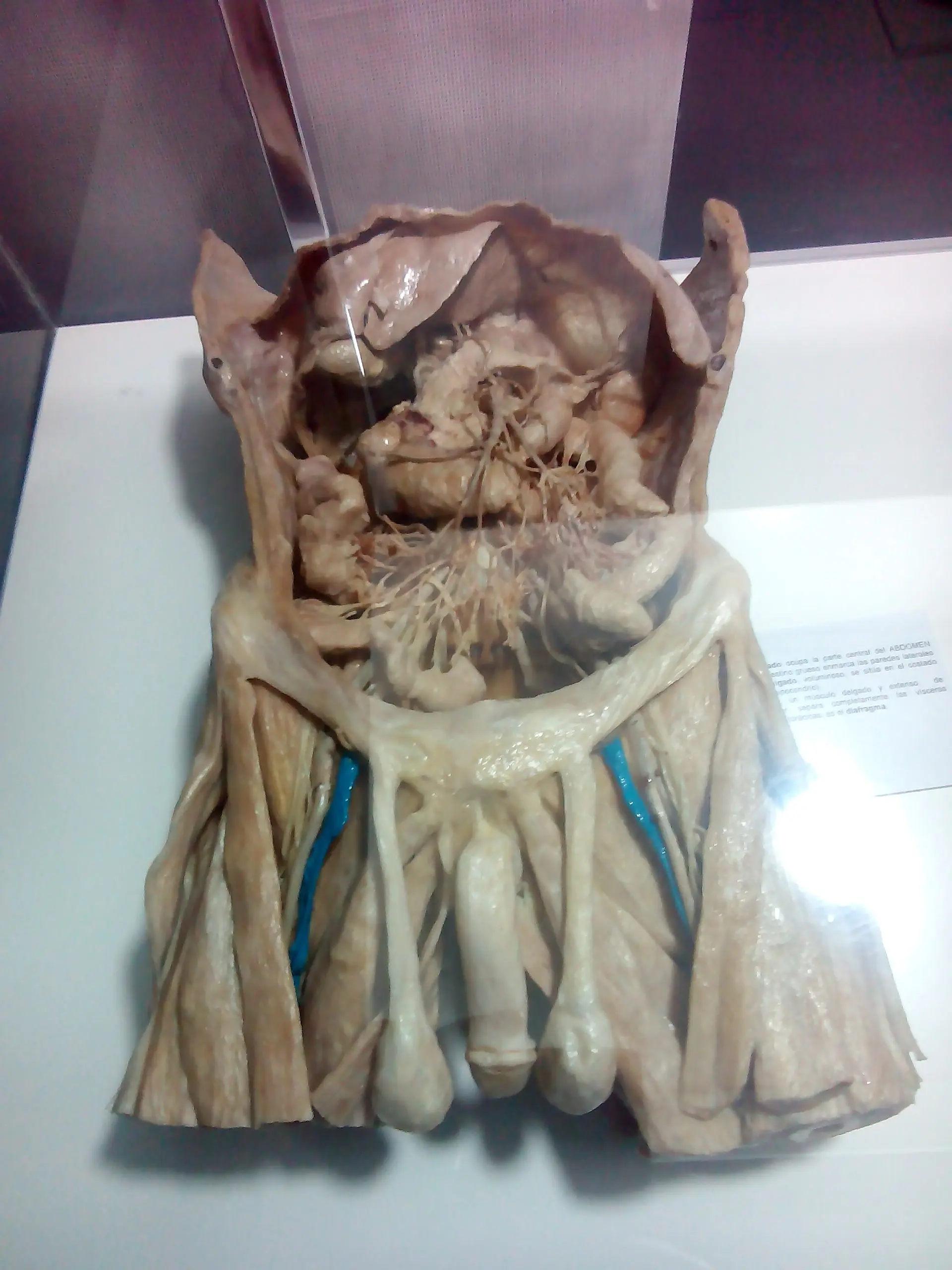 cuerpo humano cuerpo humano