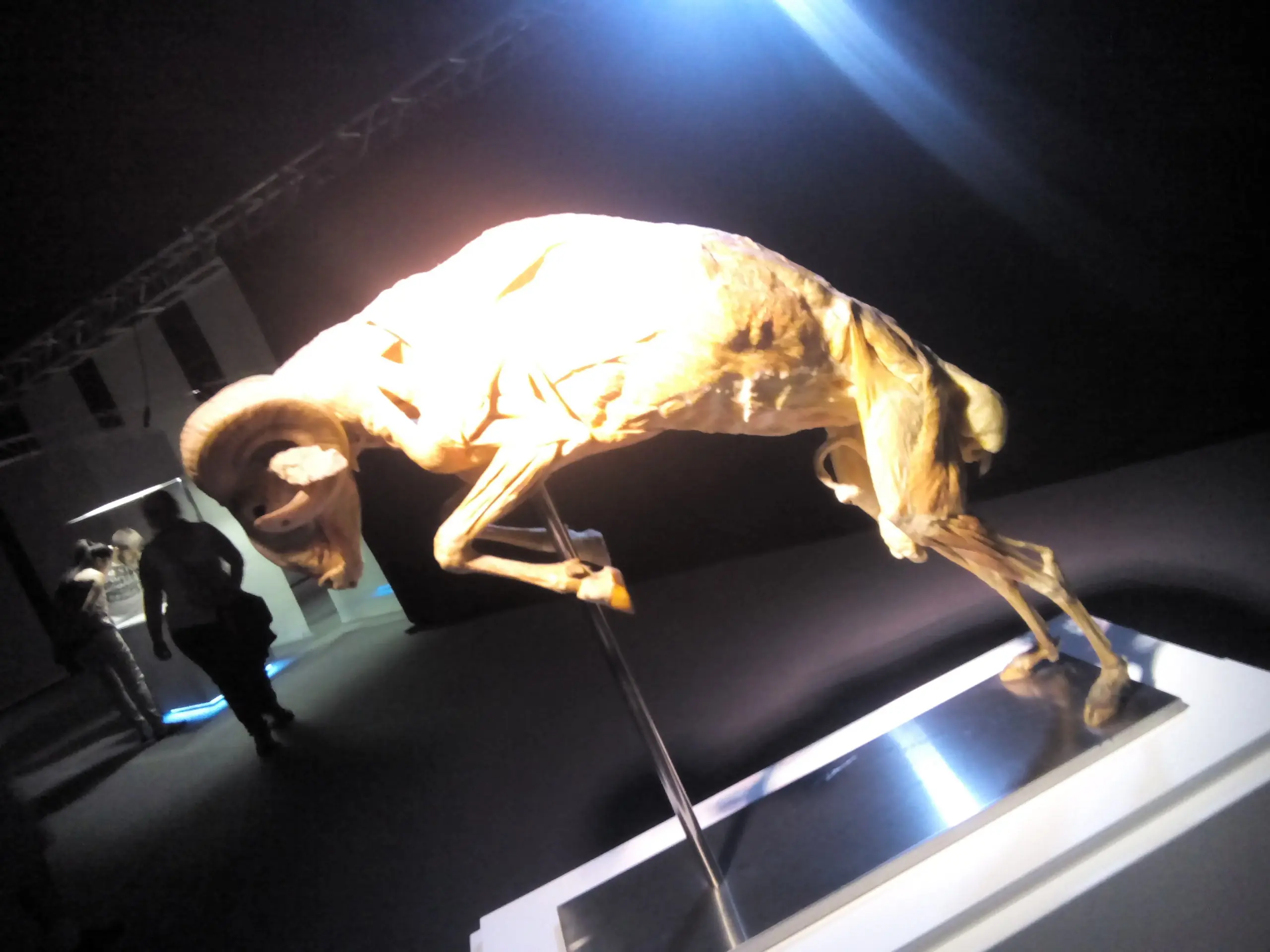 cuerpo humano cuerpo humano