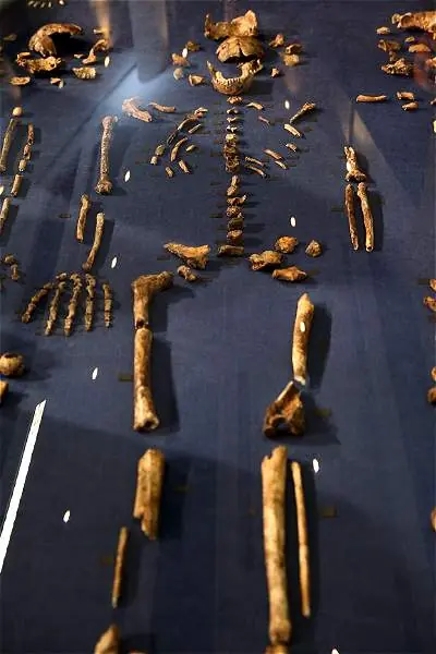 el 'Homo naledi', el nuevo eslabón de la evolución