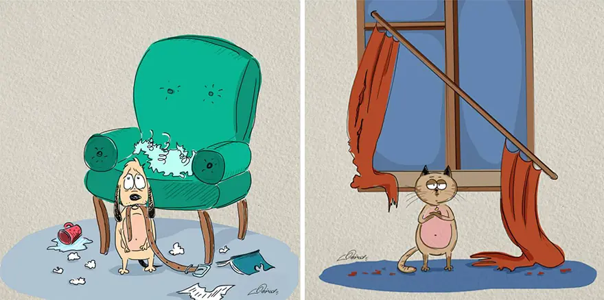 gatos vs perros