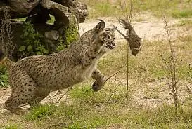 lince