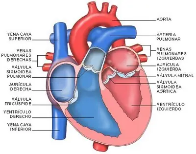 respiratorio