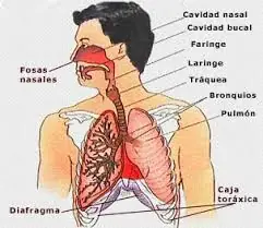 Sistema Circulatorio - Respiratorio -Digestivo