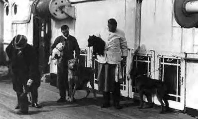 perros