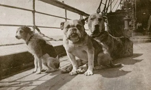 Los perros del Titanic
