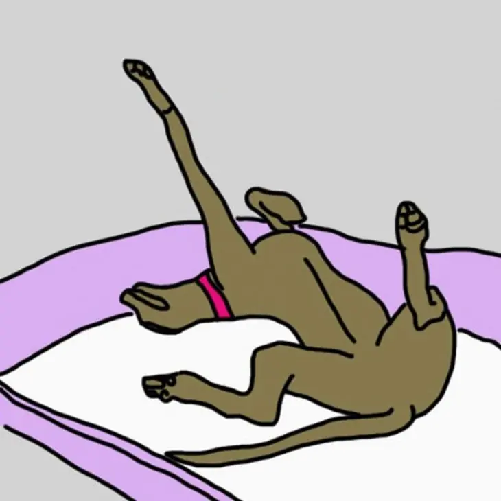 perro