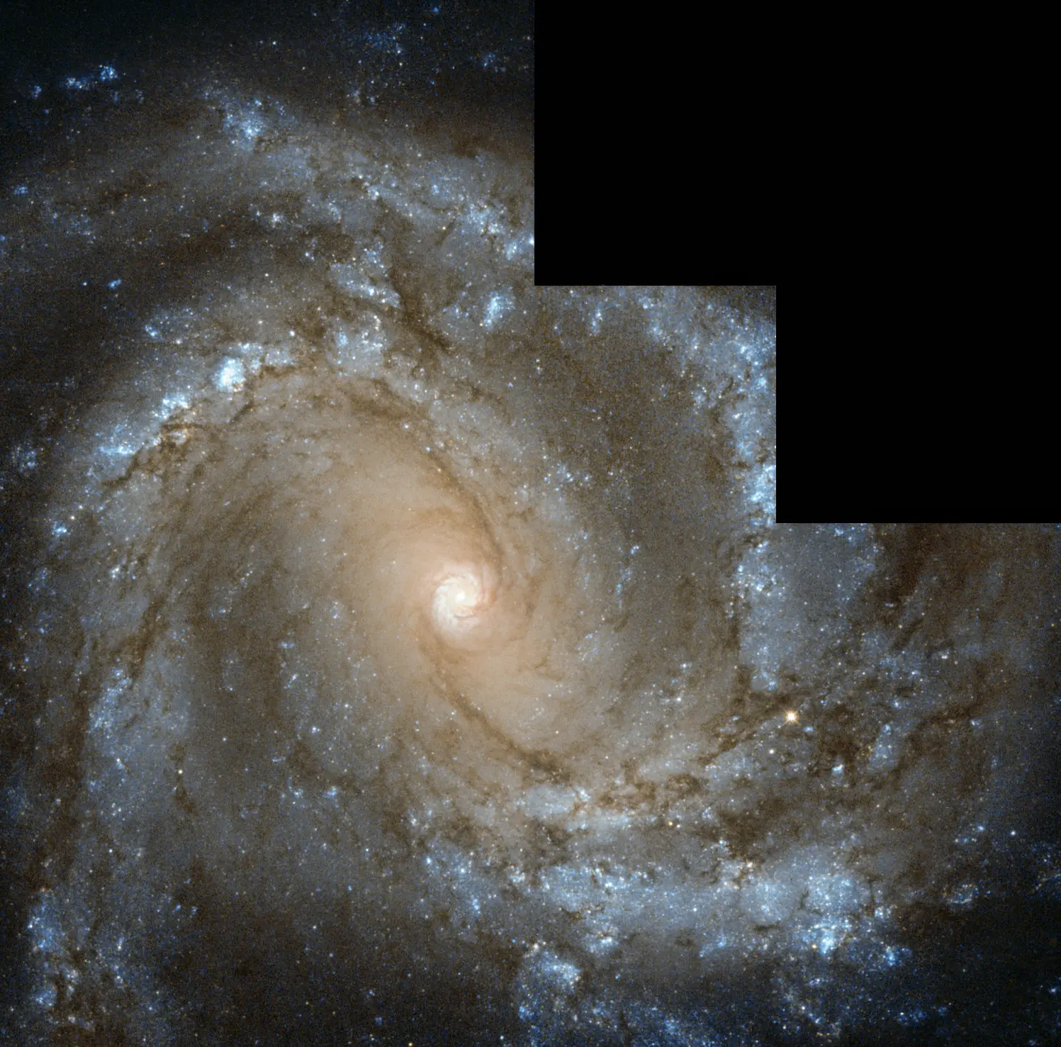 cosmos