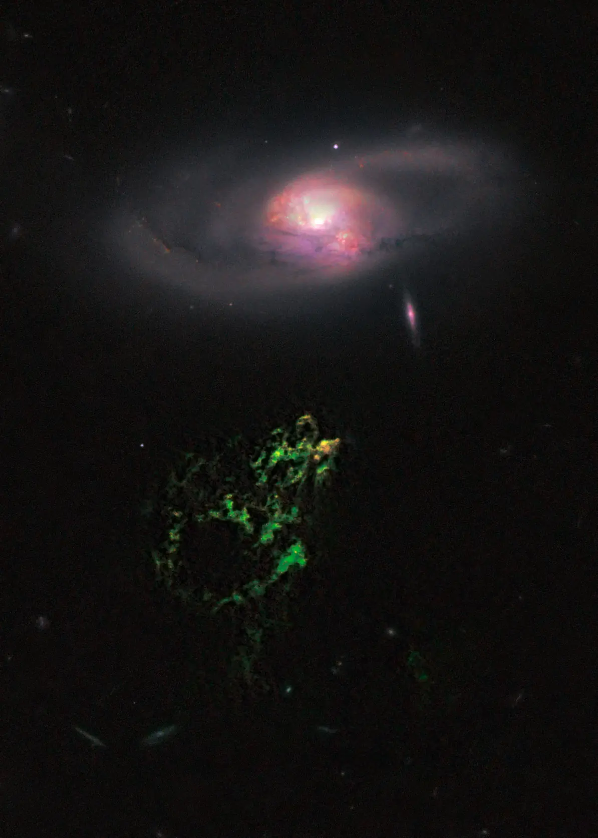 cosmos