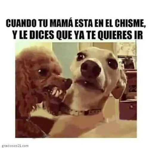 jajaja jajaja