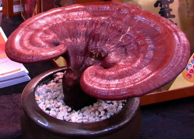 Ganoderma Lucidum: El hongo de la inmortalidad