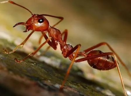 Curiosos