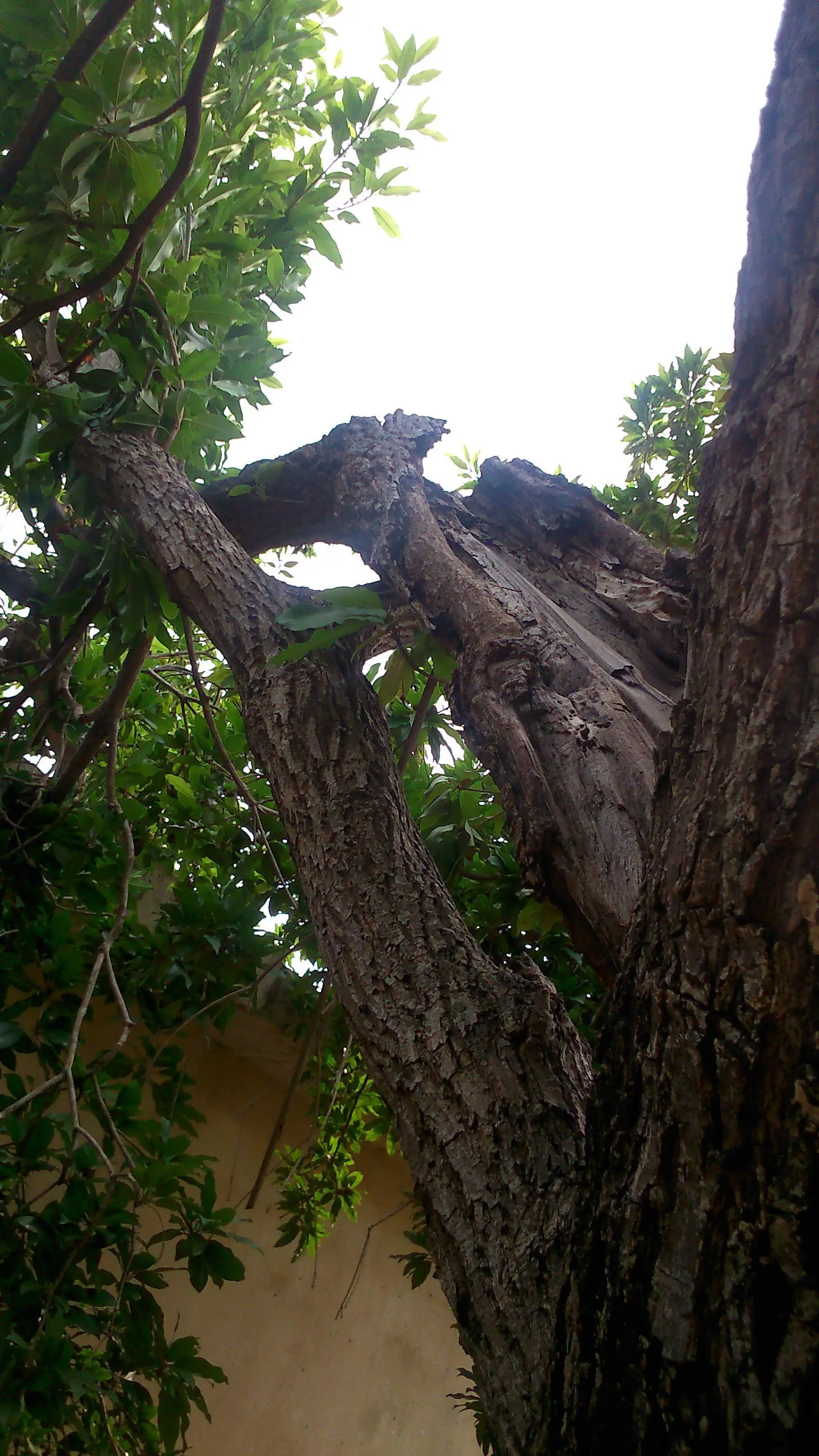 arbol