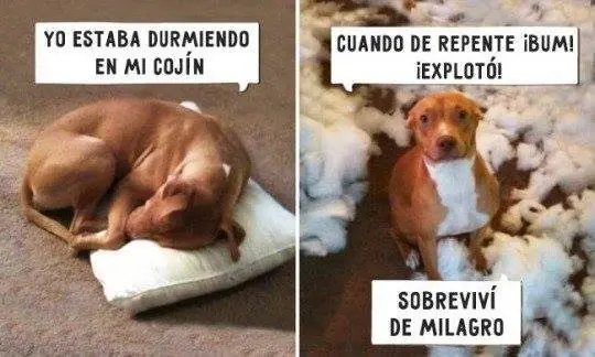 taringueros