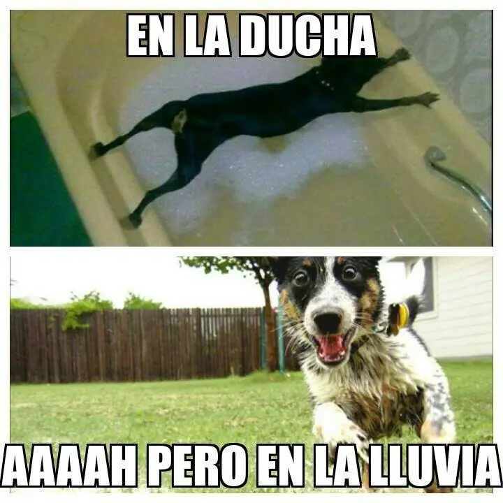 Humor para taringueros