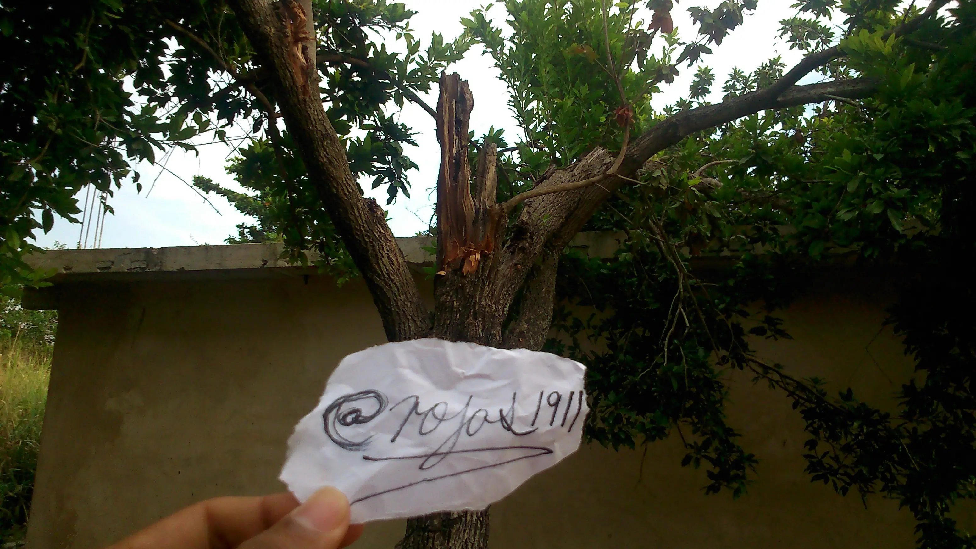 En mi patio cayó un Rayo y te lo muestro.