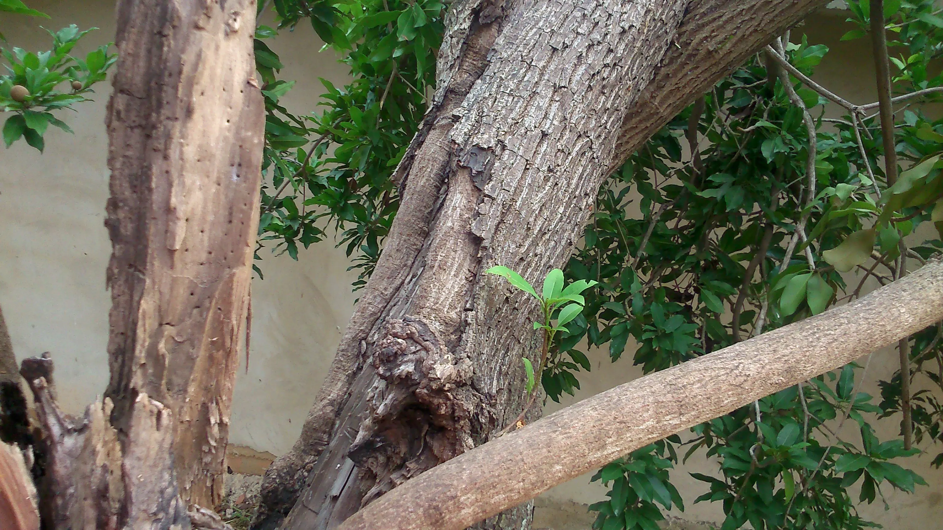 en mi patio cayo un rayo