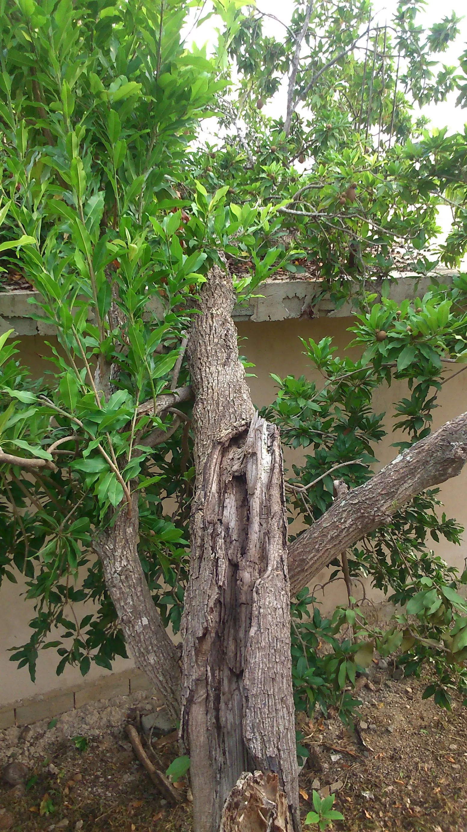 arbol