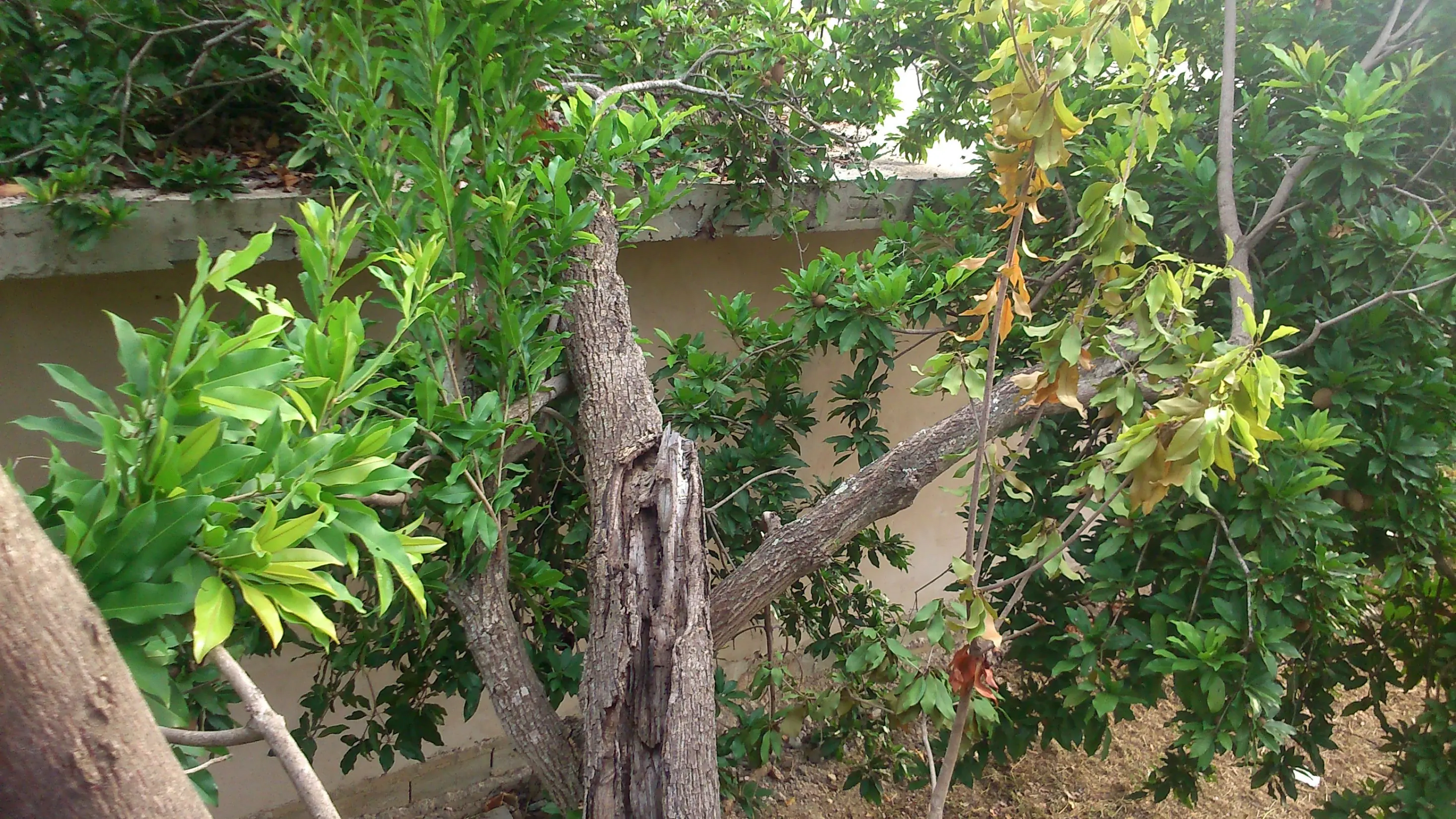 en mi patio cayo un rayo