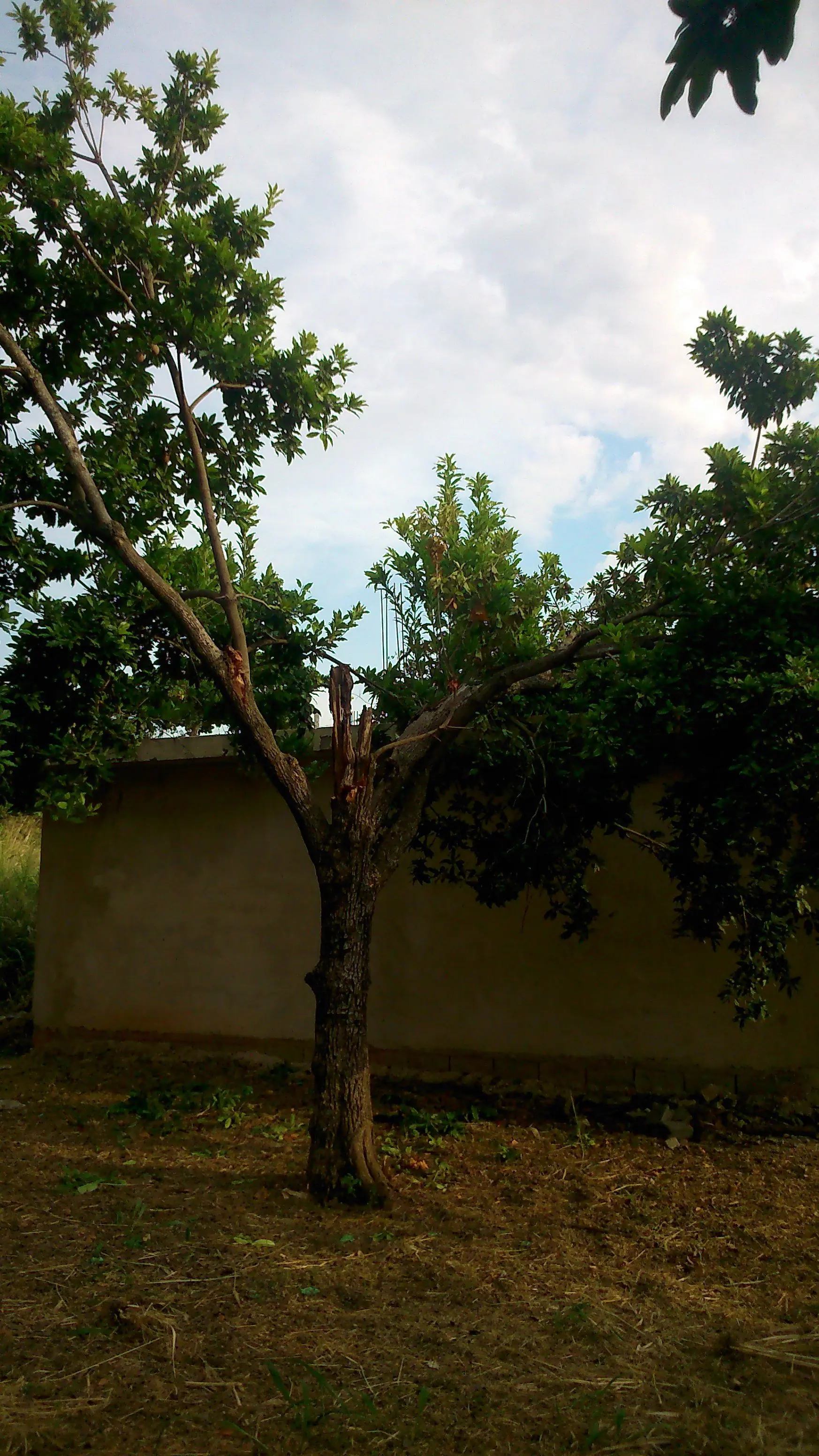 en mi patio cayo un rayo