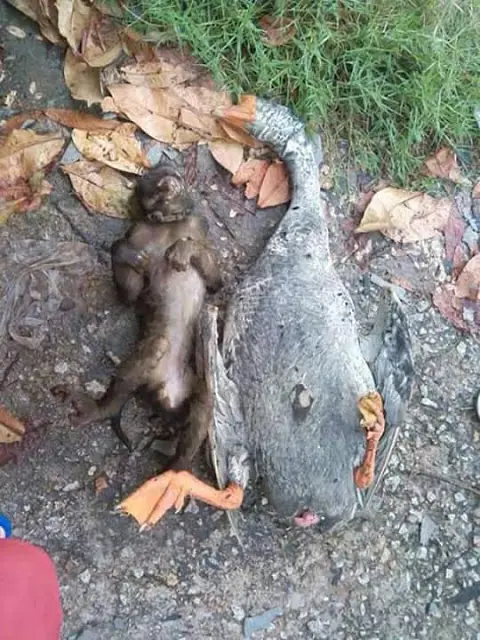 pato
