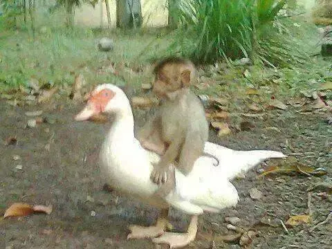 Pato intento salvar la vida de su mejor amigo pero no pudo.