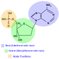 proteinas