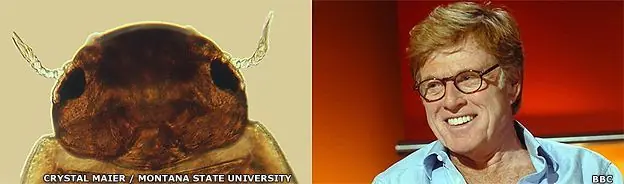 Famosos que han inspirado nombres de escarabajos