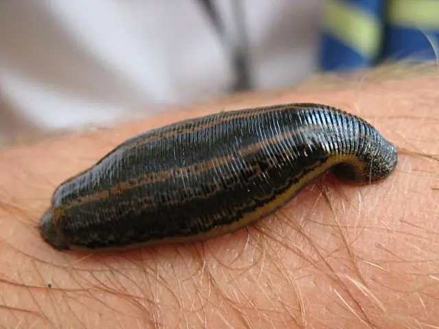 sanguijuela como mascota