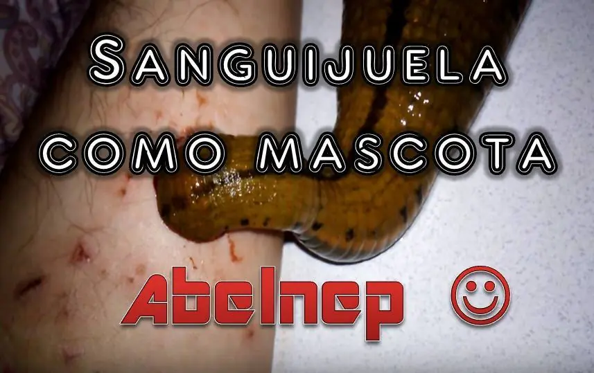 sanguijuela