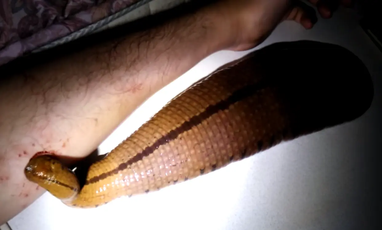 Sanguijuela como mascota | Abelnep Oficial