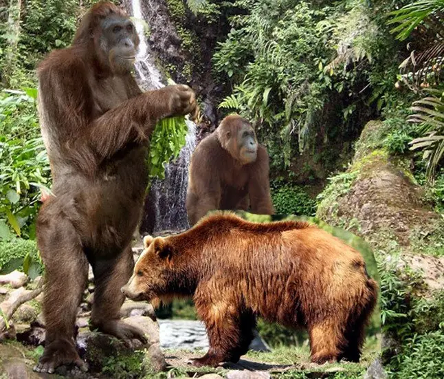 ¿Yeti o King Kong? No papá, el Gigantopithecus