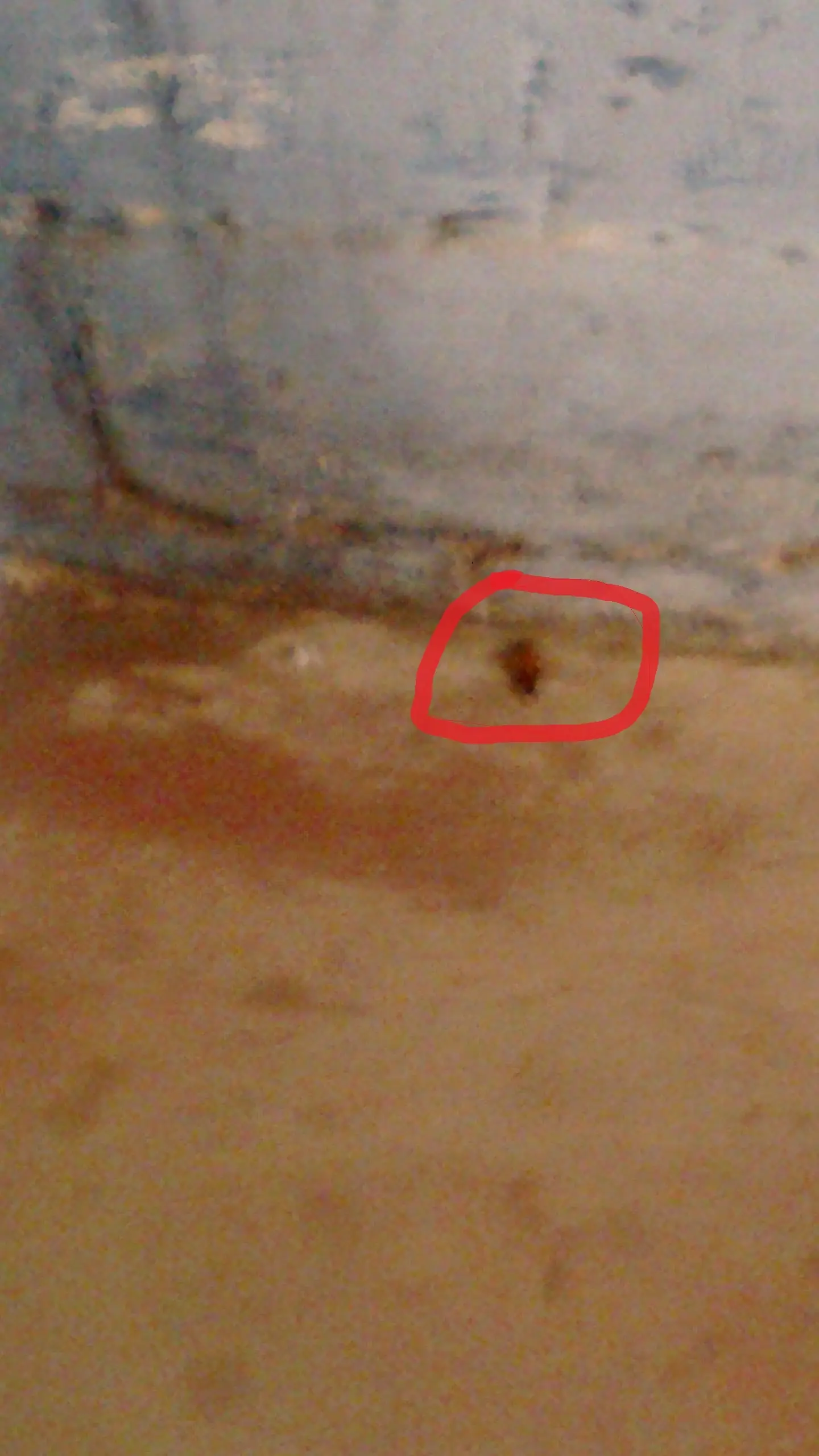 cucaracha