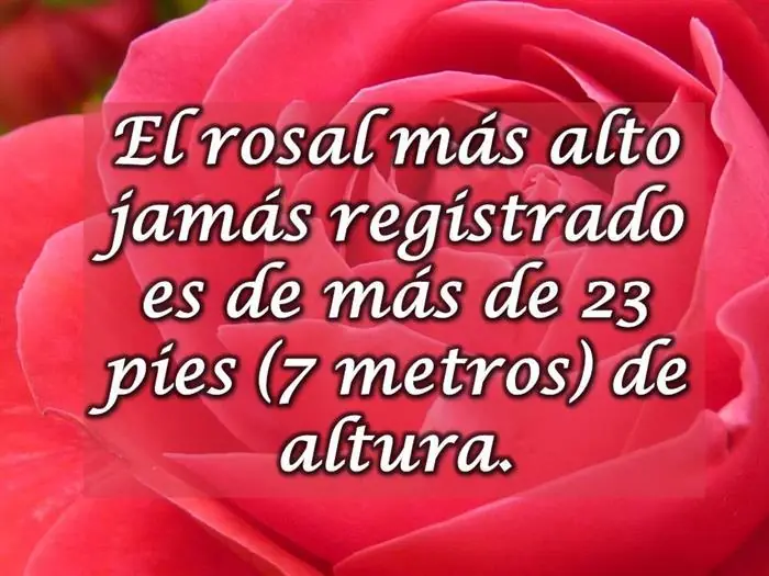 caras