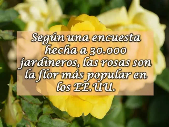 Rosa