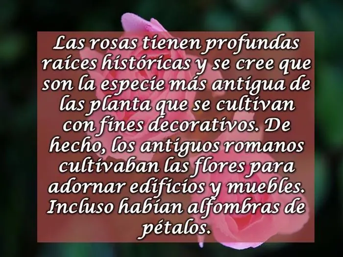 caras