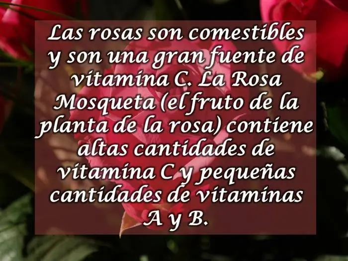 Rosa