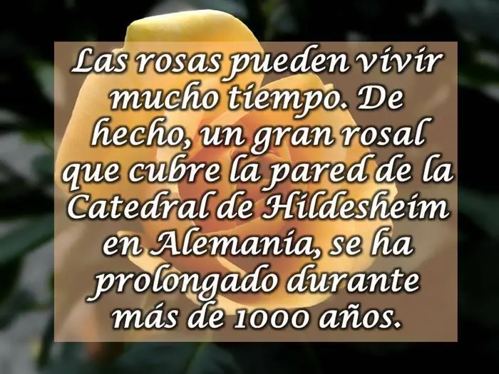 curiosidades