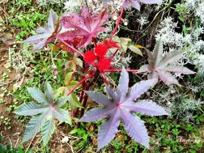 Las 5 plantas más venenosas del Mundo.