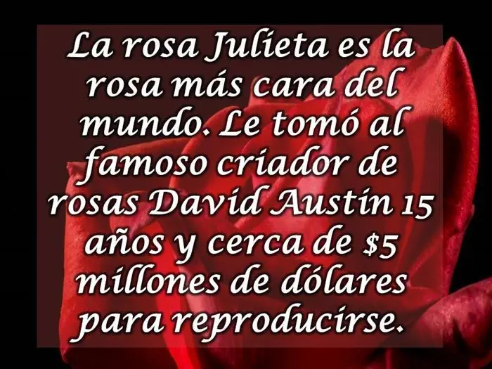 10 datos curiosos sobre las rosas