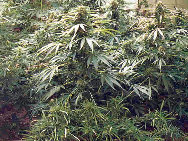 cannabis cannabis