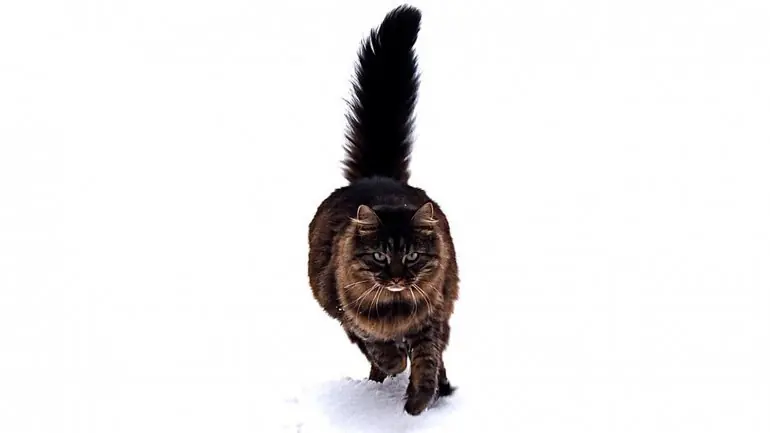 Las diez razas de gatos más raras del mundo Las diez razas de gatos más raras del mundo